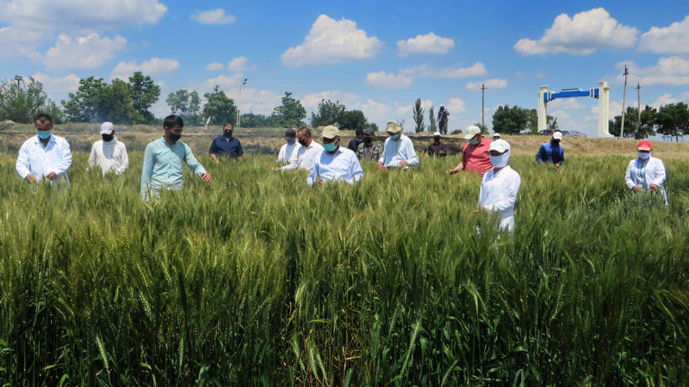 ICARDA and CGIAR collaboration to protect agriculture field despite of COVID-19